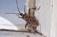 Leptoglossus occidentalis