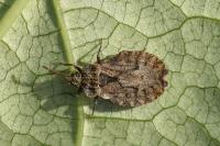 Aradus conspicuus