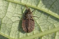 Aradus conspicuus