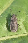 Bathysolen nubilus