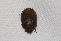 Eurygaster maura