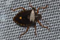 Pentatoma rufipes