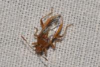 Rhopalus parumpunctatus