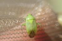 Apolygus spinolae