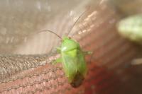 Apolygus spinolae