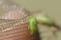 Apolygus spinolae