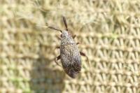 Mesopsallus mali