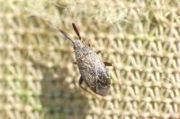 Mesopsallus mali