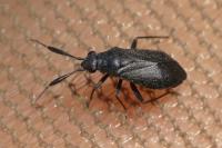 Heterocordylus italicus/tumidicornis