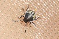 Rhaphigaster nebulosa