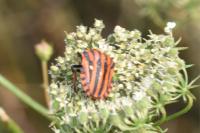 Graphosoma italicum italicum