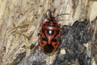 Eurydema ornata