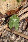 Palomena prasina