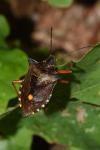 Pentatoma rufipes