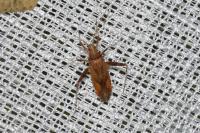 Phytocoris varipes