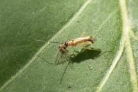 Campyloneura virgula