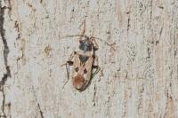 Rhyparochromus vulgaris