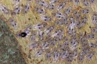 Corythucha ciliata