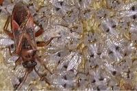 Arocatus longiceps