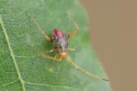 Megacoelum infusum
