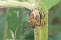 Dolycoris baccarum
