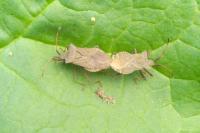 Coreus marginatus