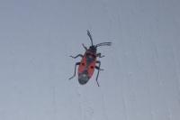 Melanocoryphus albomaculatus