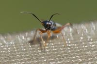 Globiceps fulvicollis