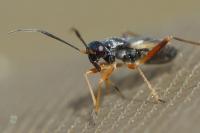 Globiceps fulvicollis
