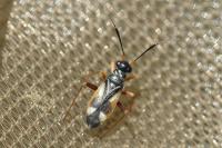 Globiceps fulvicollis
