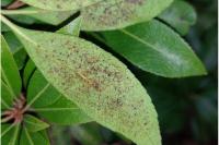 Stephanitis takeyai