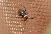 Pilophorus cinnamopterus