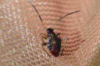 Adelphocoris seticornis