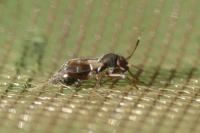 Pilophorus confusus
