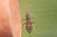Pilophorus confusus