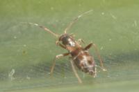 Pilophorus confusus