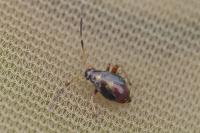 Adelphocoris seticornis