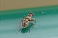 Pilophorus confusus
