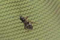 Pilophorus confusus