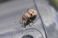 Pilophorus confusus