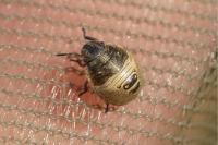Eurygaster testudinaria