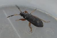 Megalonotus antennatus