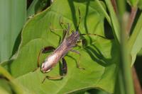 Camptopus lateralis
