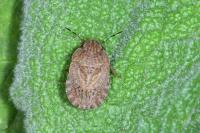 Sciocoris homalonotus