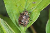Holcogaster fibulata