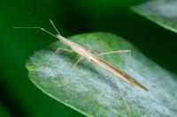 Berytinus hirticornis hirticornis