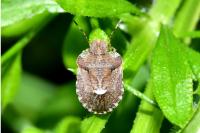 Dyroderes umbraculatus