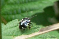 Tritomegas rotundipennis