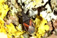Oxycarenus lavaterae