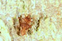 Physatocheila smreczynskii